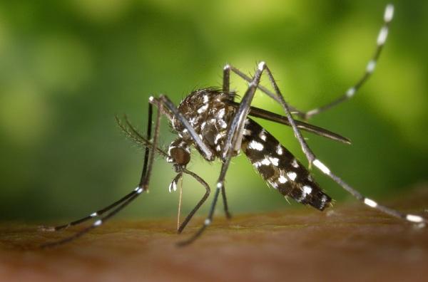DENGUE NO ESTADO: Governo registra a terceira morte; vítima é de Santa Rosa