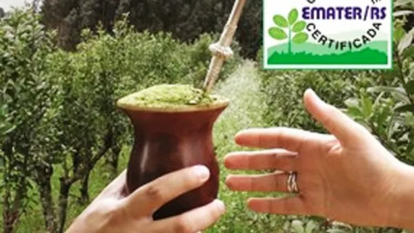AGRO> Certificação eleva padrão da erva-mate no RS