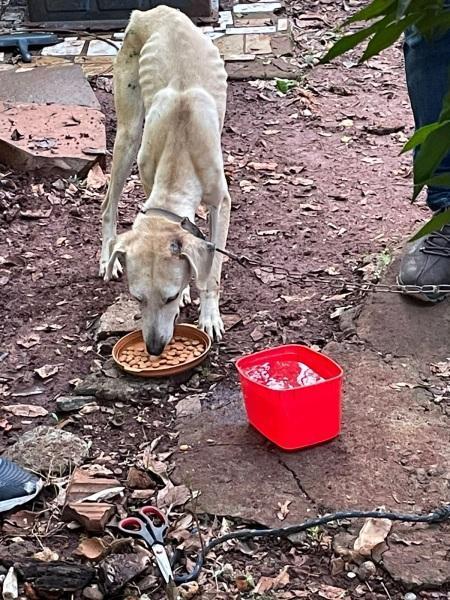 Cachorro é resgatado por equipe da Polícia Civil no interior do Salto do Jacuí