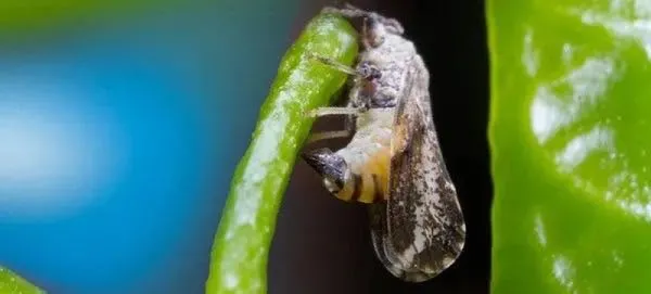 Rio Grande do Sul confirma primeiro caso de greening em pomar de Palmitinho