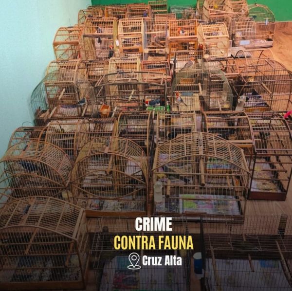 Brigada Militar apreende 56 pássaros silvestres em cativeiro em Cruz Alta