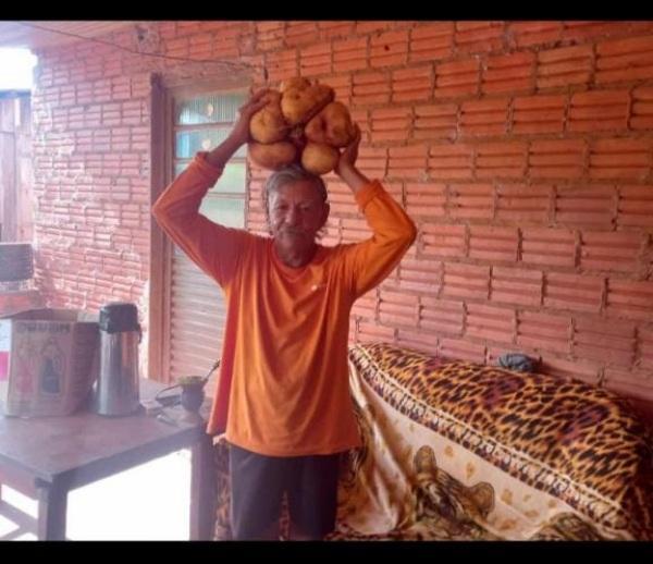 MAIS DE 10 KG: Agricultor de Coronel Bicaco colhe batata doce gigante