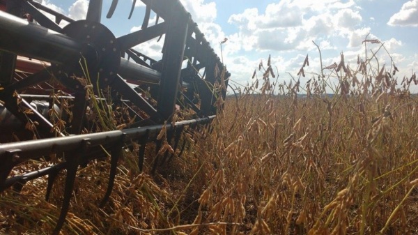 Colheita da soja atinge 50% da área semeada no Estado