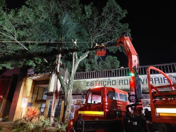 Corpo de Bombeiros começou a poda de árvores em frente a Estação Rodoviária