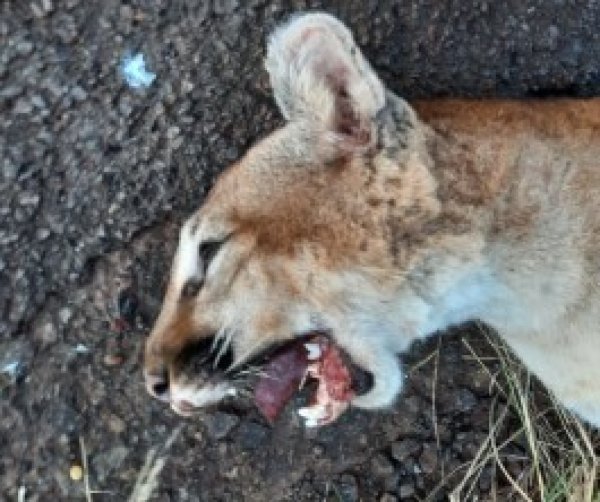 Onça Parda é encontrada morta às margens de estrada em Tupanciretã