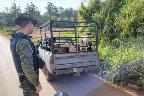 CRIME AMBIENTAL> Cinco homens foram presos em Cruz Alta no domingo