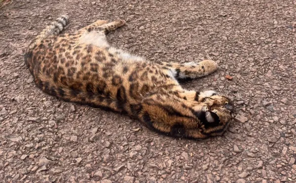 Gato-do-mato-grande é encontrado morto na RSC-377, entre Cruz Alta e Ibirubá