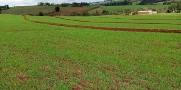 AGRO> Senador Ireneu Orth Solicita Prorrogação para Plantio de Trigo no RS