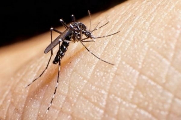 DENGUE> Cruz Alta tem 02 novos casos nesta semana e nenhum paciente internado
