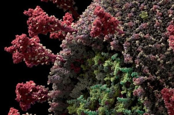 RS entra em estado de atenção contra a subvariante BQ.1 do coronavírus