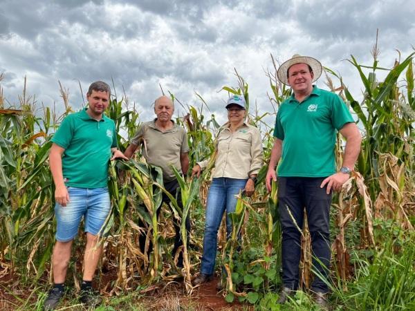 Tombamento em lavouras com milho de alta tecnologia preocupa agricultores 