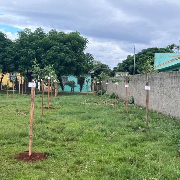 Programa Arborização Mais Segura inicia plantio de 500 árvores em Cruz Alta