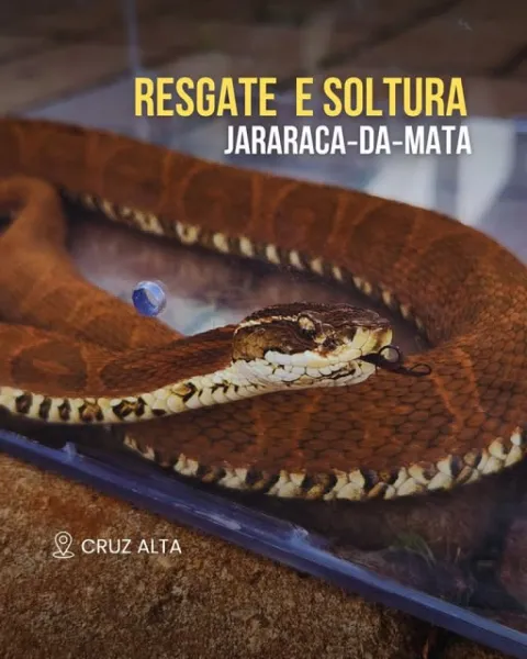 Brigada Militar resgata jararaca-da-mata em residência de Cruz Alta