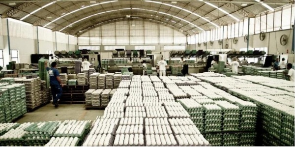 ECONOMIA> Consumo de ovo em 2024 será o maior da história no país