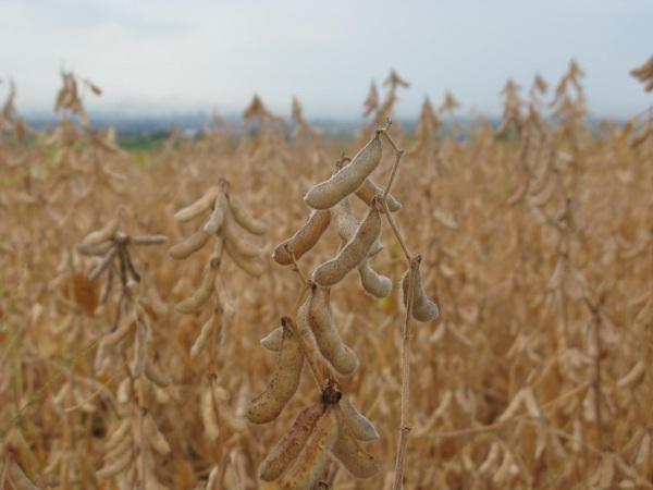 Safra 2023/24: produção de grãos deve atingir 38,9 milhões de toneladas no RS,