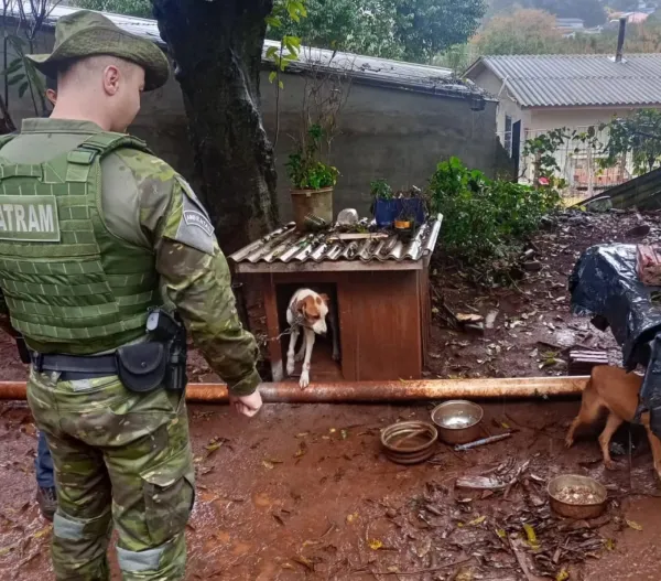 Brigada Militar prende mulher por maus-tratos a cães em Cruz Alta