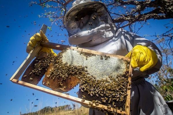 Sindicato Rural e Senar promovem curso de Apicultura; inscrições estão abertas