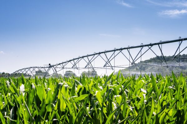 Dia de Campo da CCGL debate irrigação e produção de leite por hectare