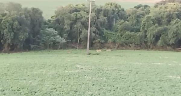 Quatro Onças Pardas são avistadas no interior de Boa Vista do Cadeado 