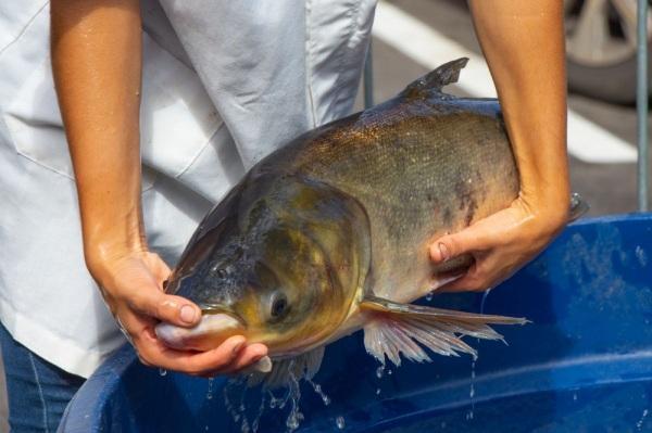 Feira do Peixe continua até às 21h desta quarta-feira