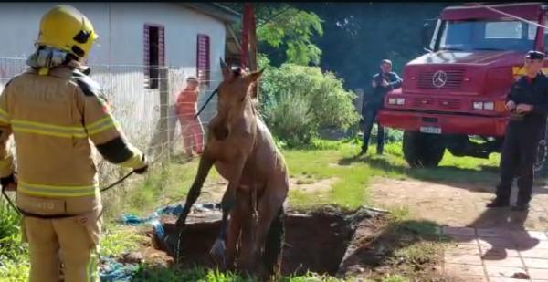 Cavalo cai em poço e é resgatado pelos Bombeiros na manhã do sábado em C. Alta