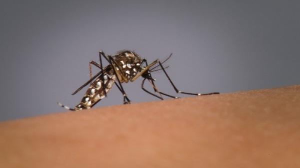 Cruz Alta tem 3 casos confirmados de dengue este ano