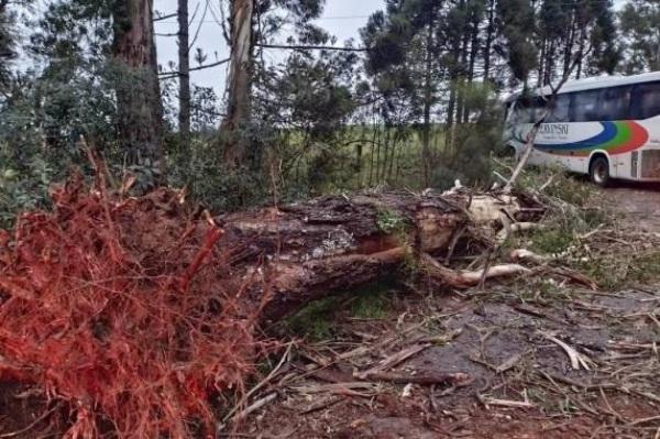 SETE FERIDOS: Ônibus é atingido por árvore na RS-463 em Tapejara 
