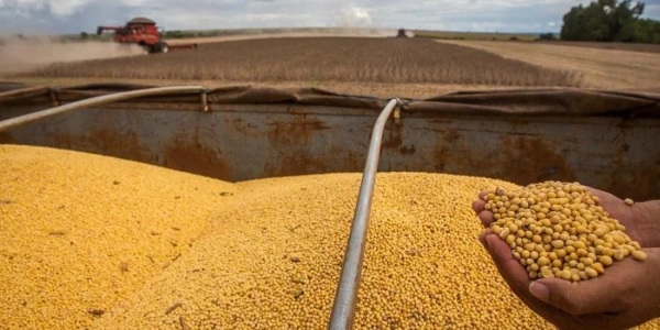 AGRONEGÓCIO> Conab aponta crescimento de 34,5% na safra gaúcha de grãos