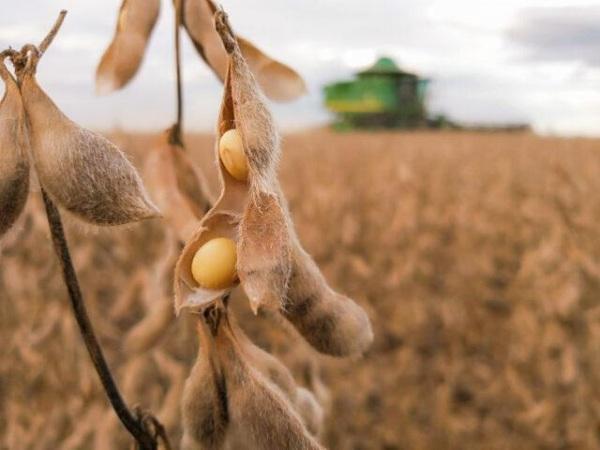 Soja inicia semana testando pequenas baixas em Chicago