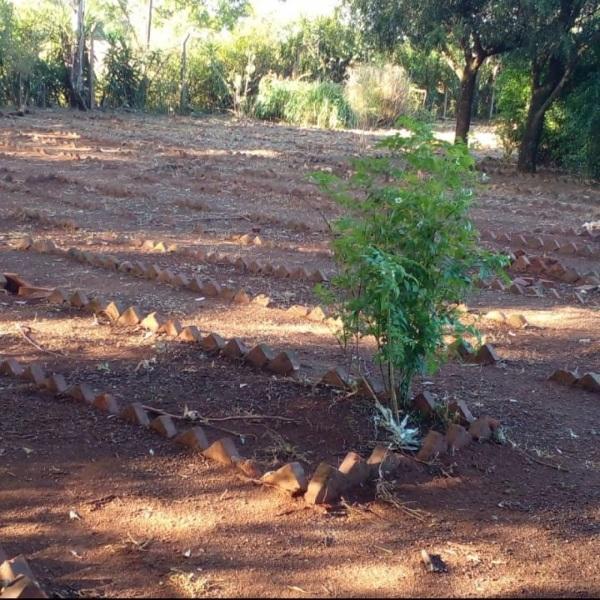 Unicruz inicia revitalização do Horto Florestal de Plantas Medicinais