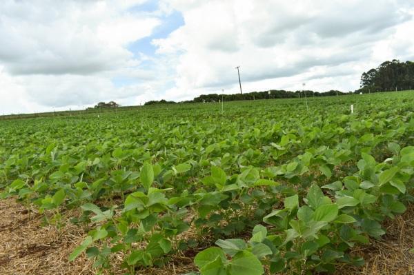 CCGL realiza pesquisas que  buscam auxiliar os produtores na produtividade