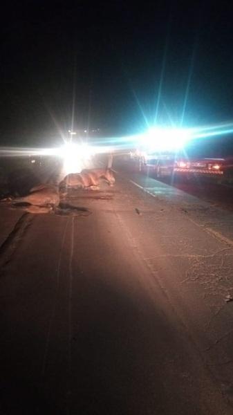 Dois cavalos morrem em acidente na ERS-342 em Cruz Alta