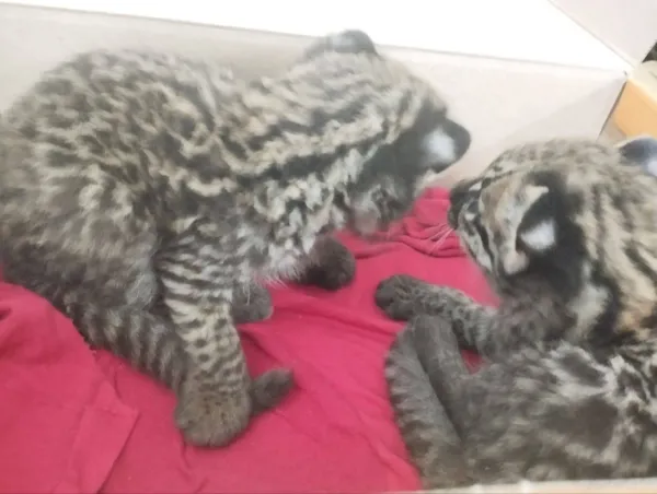 Brigada Militar resgata filhotes de jaguatirica em Seberi, norte do Estado