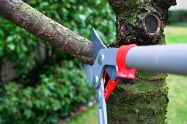 Prazo para pedir licenciamentos de podas de árvores termina dia 31 de agosto