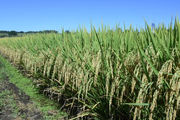 Produção gaúcha de grãos deve chegar a 33,2 milhões de toneladas, estima Conab