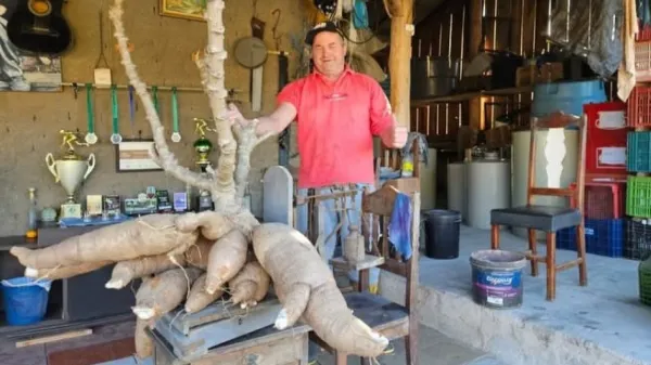 MAIS UMA> Agricultor colhe mandioca de 61 quilos e surpreende moradores