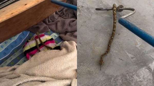 SUSTO! Filhote de Jararaca encontrado meio a cobertores em Santa Catarina
