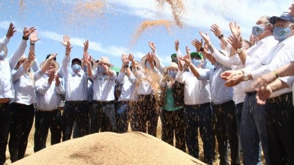 Abertura oficial da Colheita do Trigo no RS será no dia 5 de outubro