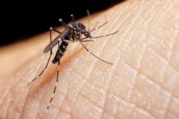 DENGUE:Cruz Alta tem cinco novos casos confirmados e nenhum paciente internado