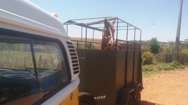 SMDR recolhe cavalos abandonados pelas ruas de Cruz Alta