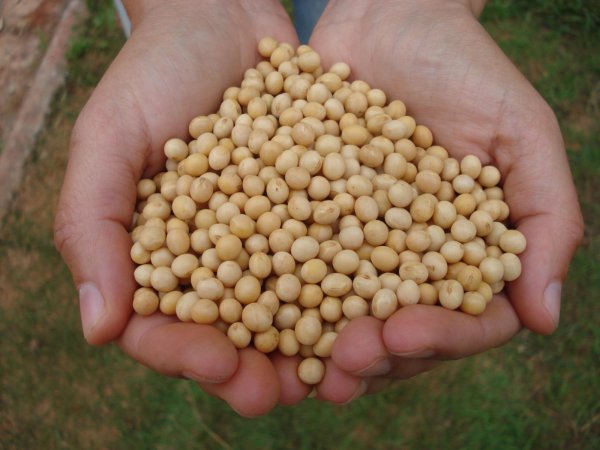 Conab prevê safra de 33,5 milhões de toneladas de grãos no Rio Grande do Sul