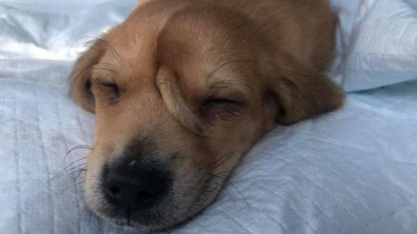 Filhote de cão com rabo extra na testa é resgatado nos EUA