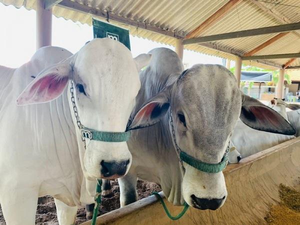 China retira o embargo de carne bovina do Brasil e retoma importações