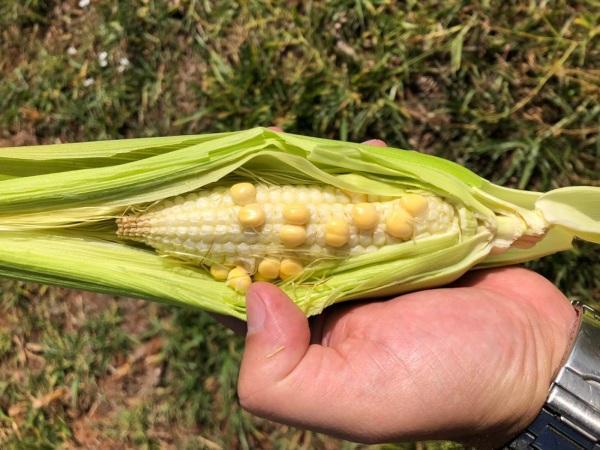 Defesa Civil contabiliza 55 munícipios gaúchos em situação de emergência