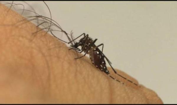 DENGUE: Cruz Alta tem 04 casos confirmados em 2023 e 13 casos em investigação 
