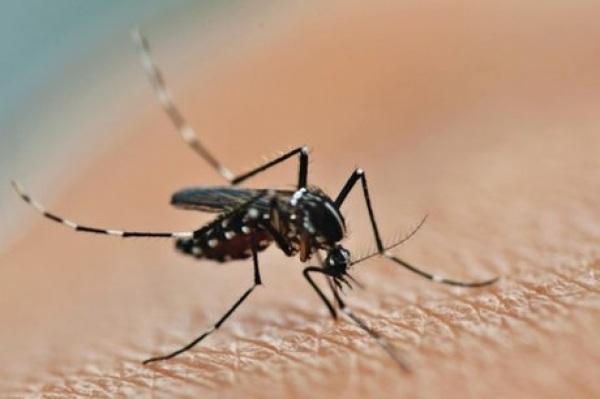 Chega a 31 o número de mortes por dengue no RS em 2023