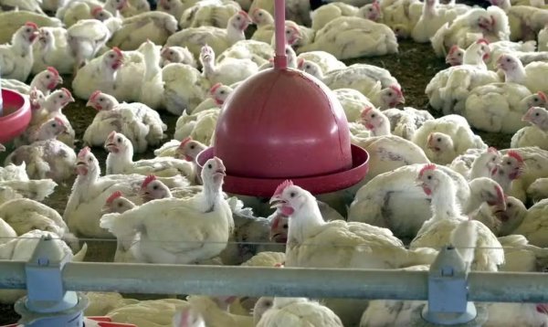 Primeiro caso de gripe aviária em granja comercial do Brasil é detectado no RS