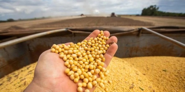 AGRONEGÓCIO> Soja a ser colhida no Estado deverá ter 3% de avaria