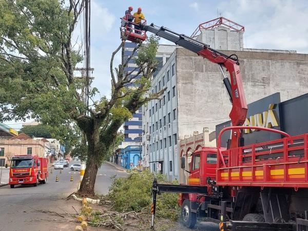 Corpo de Bombeiros efetua poda de árvore de grande porte no centro de C. Alta