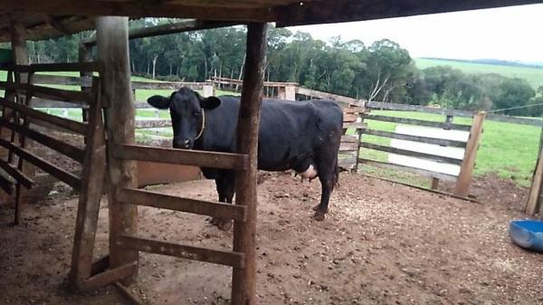 Secretaria Rural continua disponibilizando programa de inseminação artificial